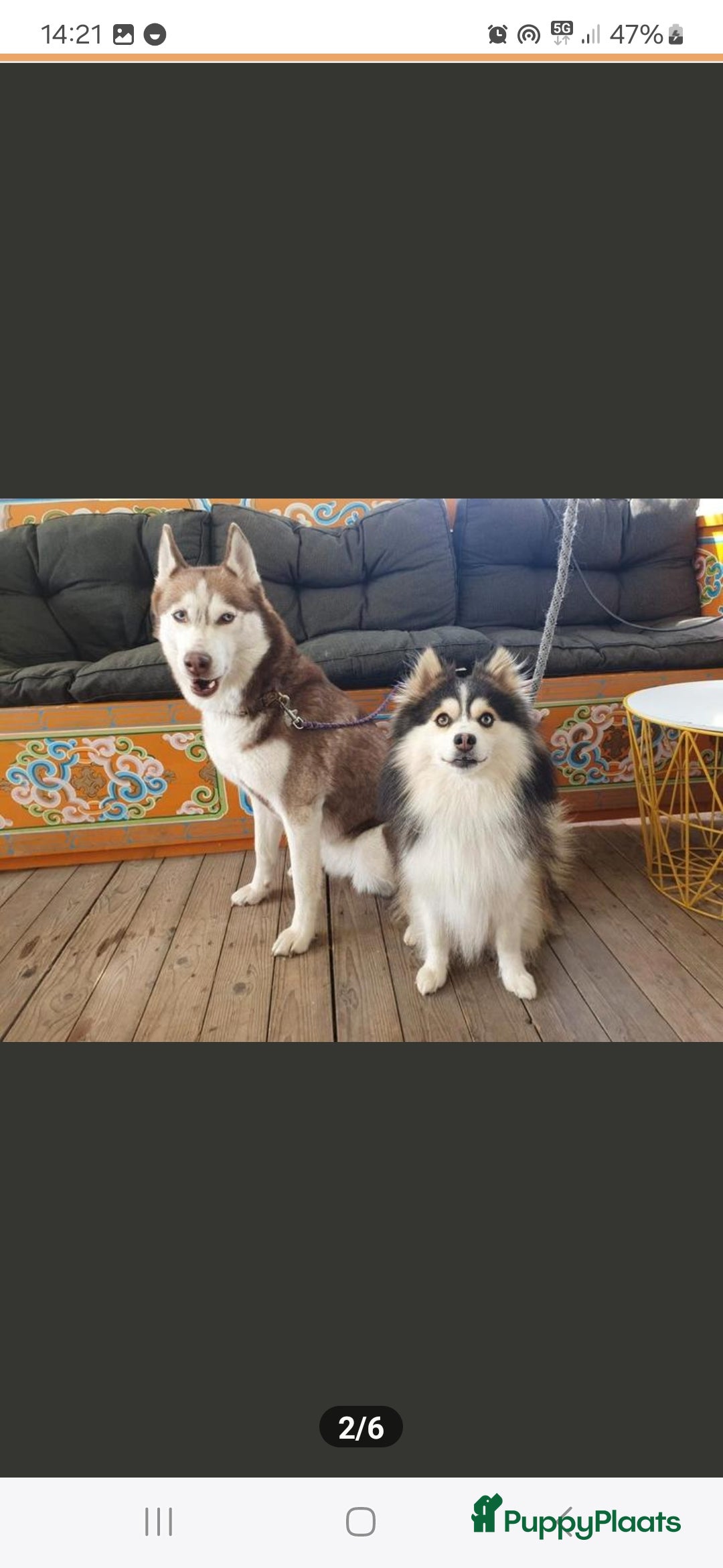 Pomsky honden te koop: Pomsky f3b pups (75%Husky 25%pomarian  - Advertentie 2