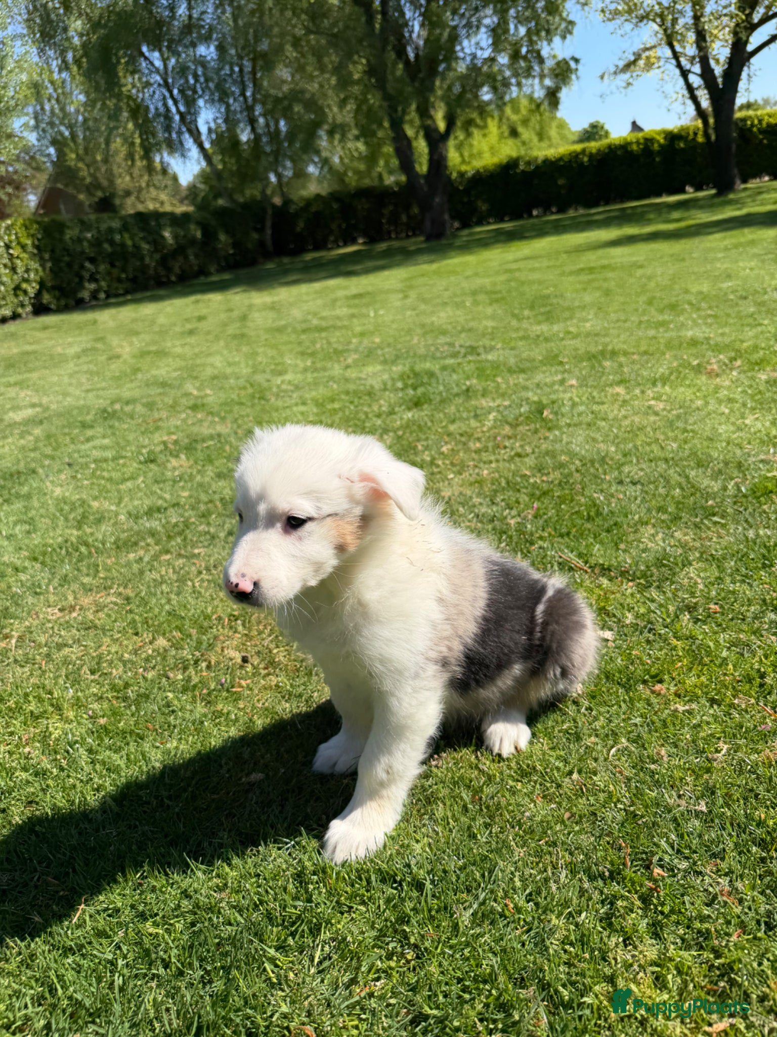 Kruising honden Australian Shepherd x Border Collie pups - Advertentie 2