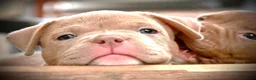 Amerikaanse Bully honden te koop: American bully pocket teefje - Advertentie 7