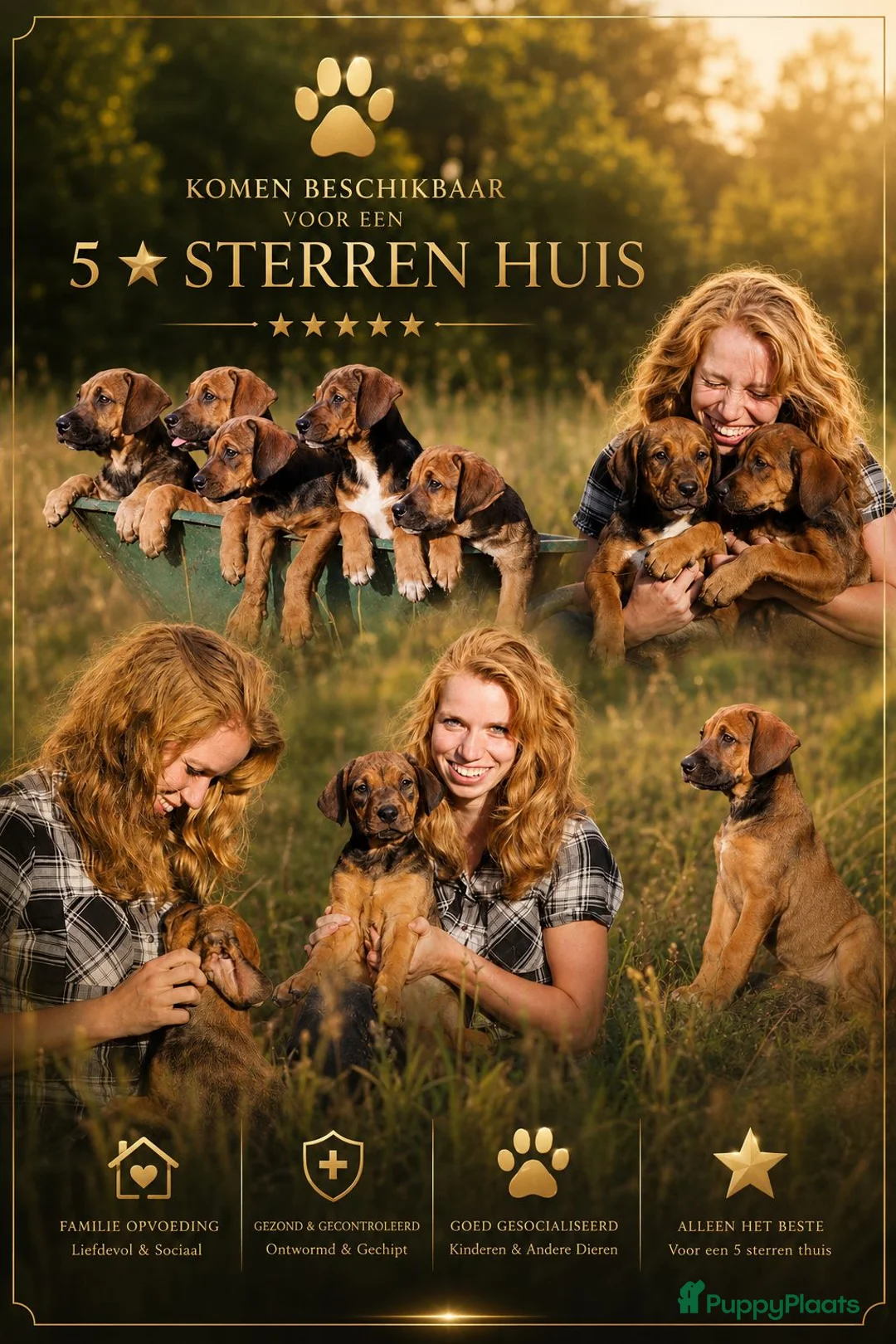 Kruising honden te koop: Ontzettend sociale lieve pups te koop - Advertentie 2