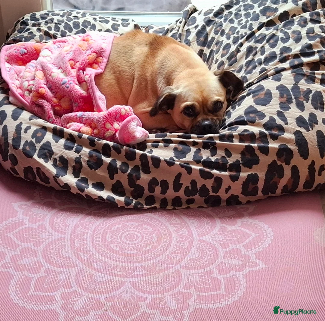 Galerij afbeelding {{count}}