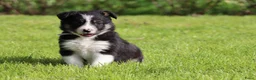 Border Collie honden te koop: Border collie pup - Advertentie 13