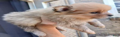 Pomeriaan 5