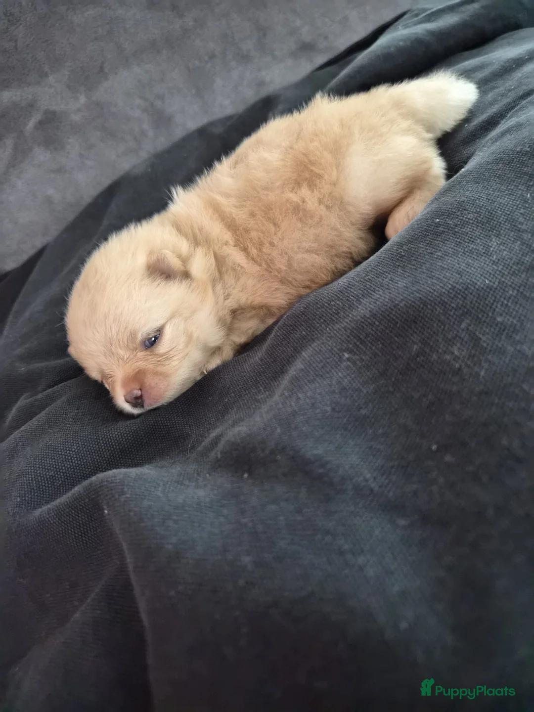 Pomeriaan honden te koop: Pomeriaan teefje ❤️ - Advertentie 14