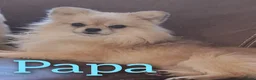 Pomchi honden te koop: 2 mooie pomchi teefjes - Advertentie 7