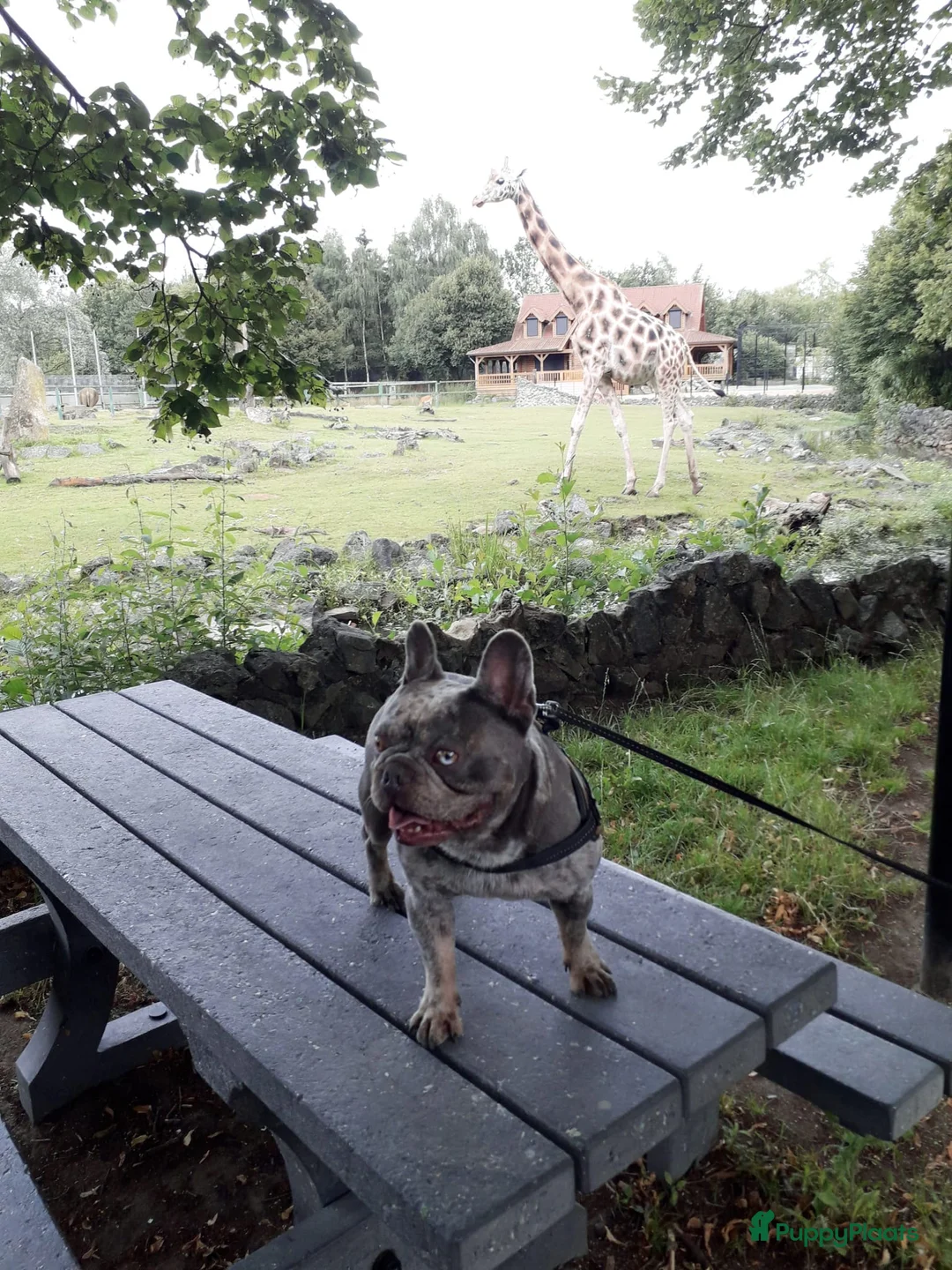 Franse Bulldog honden te koop: Nestaankondiging  - Advertentie 7