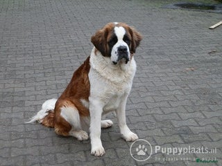 Sint Bernard honden ter dekking: deze sintbernard reu staat ter dekking aangeboden in Velddriel - Advertentie 1