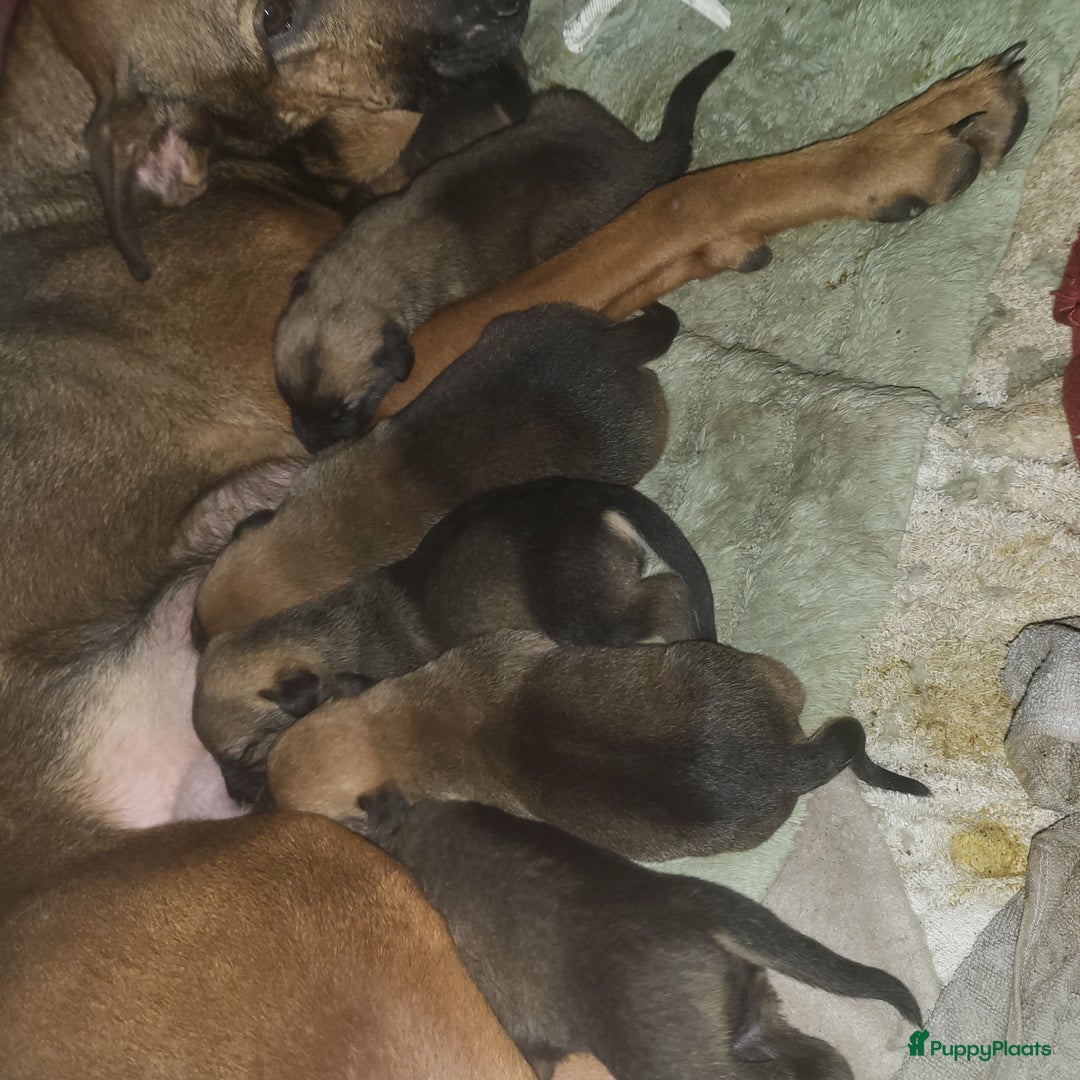 Kruising honden te koop: Mechelse herder × Ridgeback Mechelse herder - Advertentie 10