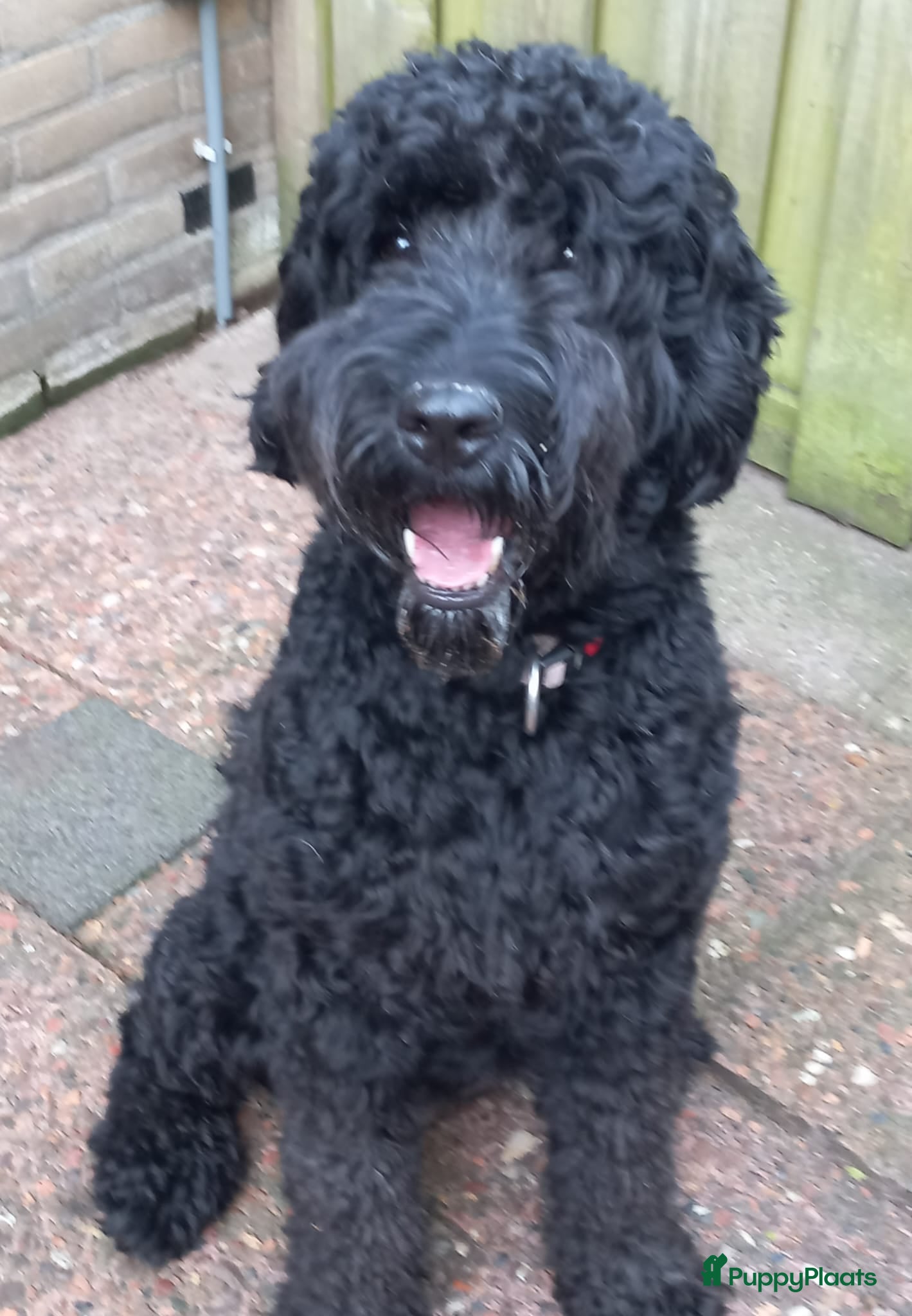 Kruising honden Medium Labradoodle pups-vanaf 24 april beschikbaar - Advertentie 2