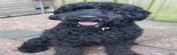 Kruising honden te koop: laatste labradoodle pup zoekt een gouden mandje - Advertentie 7