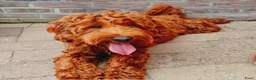 Kruising honden te koop: mini labradoodle pups - Advertentie 8