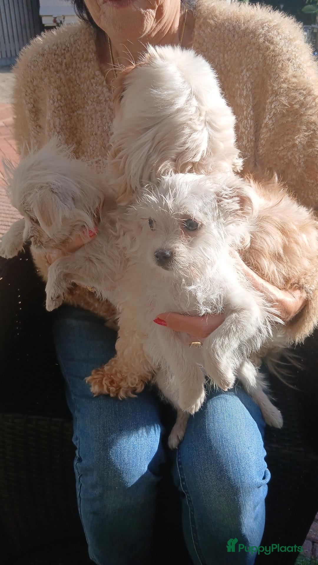 Boomer honden Laatste 2 prachtige boomer reutjesuit 1 malig nest - Advertentie 2