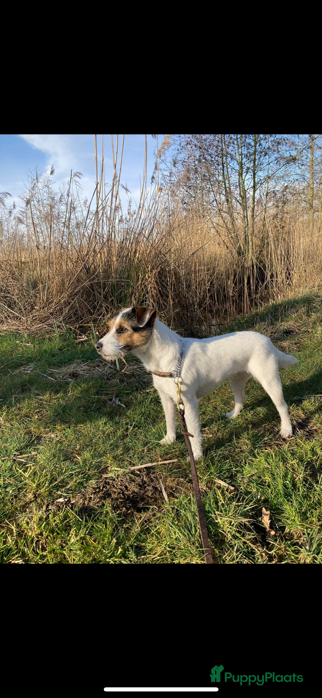 Parson Russell Terriër honden te koop: Parson Russell Terriër pups - Advertentie 1