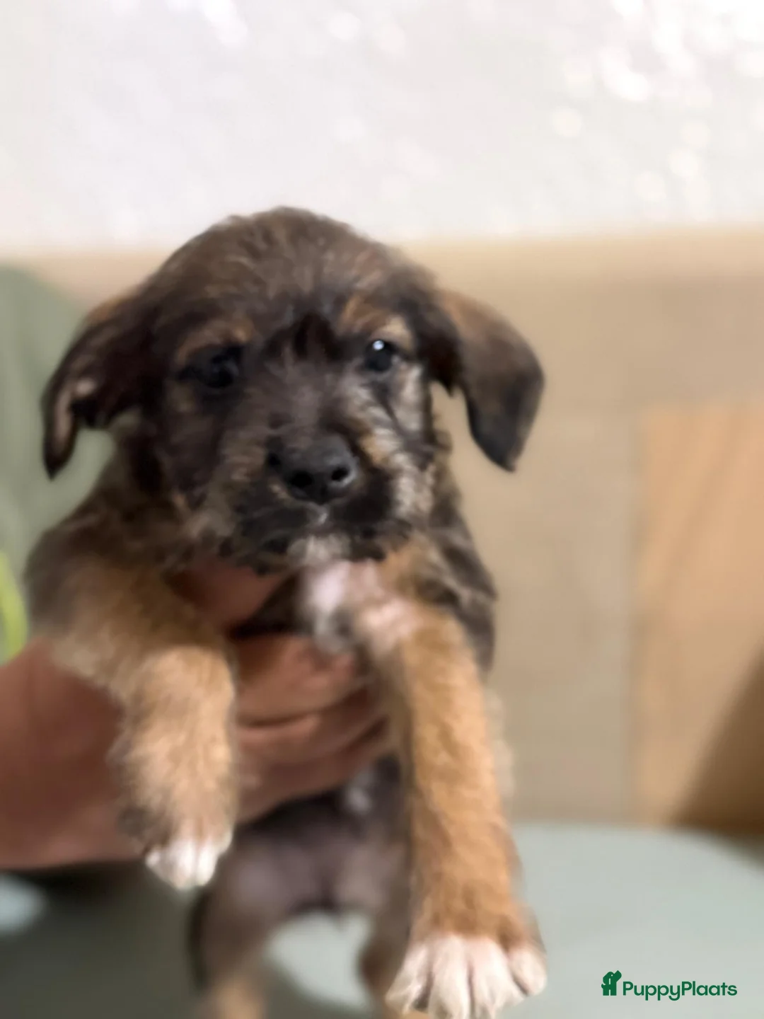 Kruising honden te koop: Eenmalig  engelse staff en lagotto romagnolo mix  - Advertentie 8