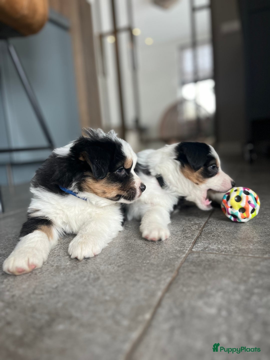 Australian Shepherd honden te koop: 100% aussie pups - Advertentie 3