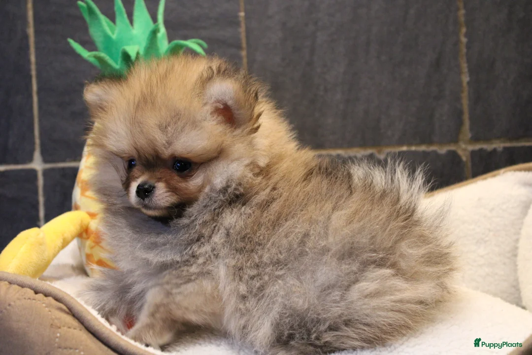 Pomeriaan honden te koop: Pomeriaan pups - Advertentie 14