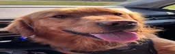 Golden Retriever honden te koop: Lieve donkere golden retriever pups in Zwartsluis - Advertentie 7