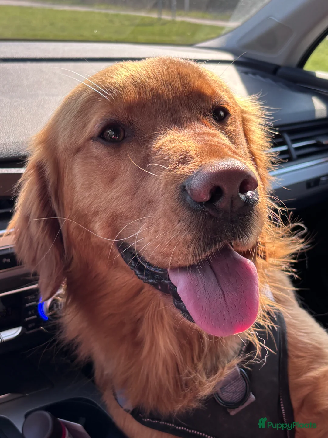 Golden Retriever honden te koop: Lieve donkere golden retriever pups in Zwartsluis - Advertentie 7