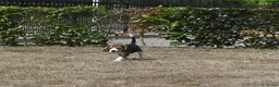 Beagle honden te koop: Prachtige Beagle pups met stamboom ! - Advertentie 13