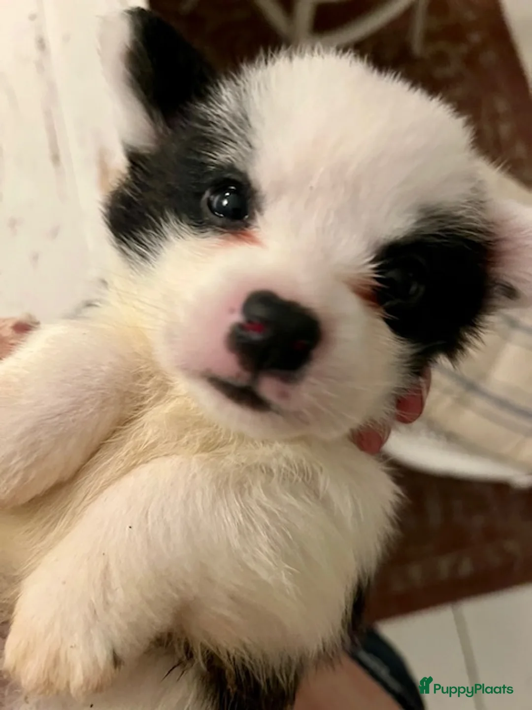 Welsh Corgi Cardigan honden te koop: Lief nestje met corgi pups beschikbaar - Advertentie 14