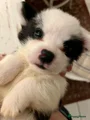 Welsh Corgi Cardigan Puppy 2