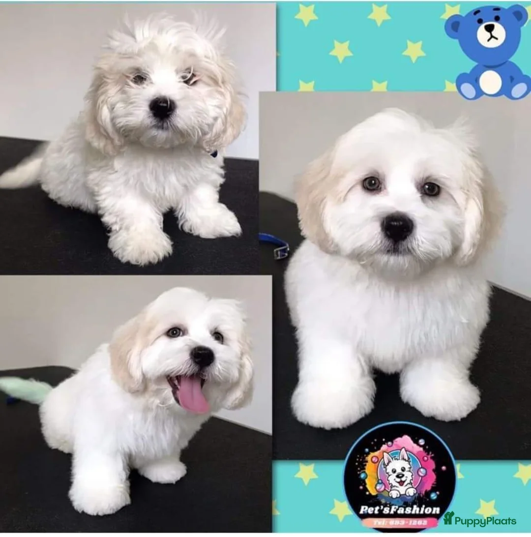 Kruising honden te koop: Maltipoo x Shih Tzu puppies - Advertentie 15