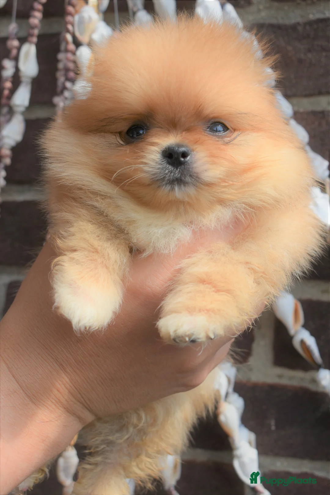 Galerij afbeelding {{count}}