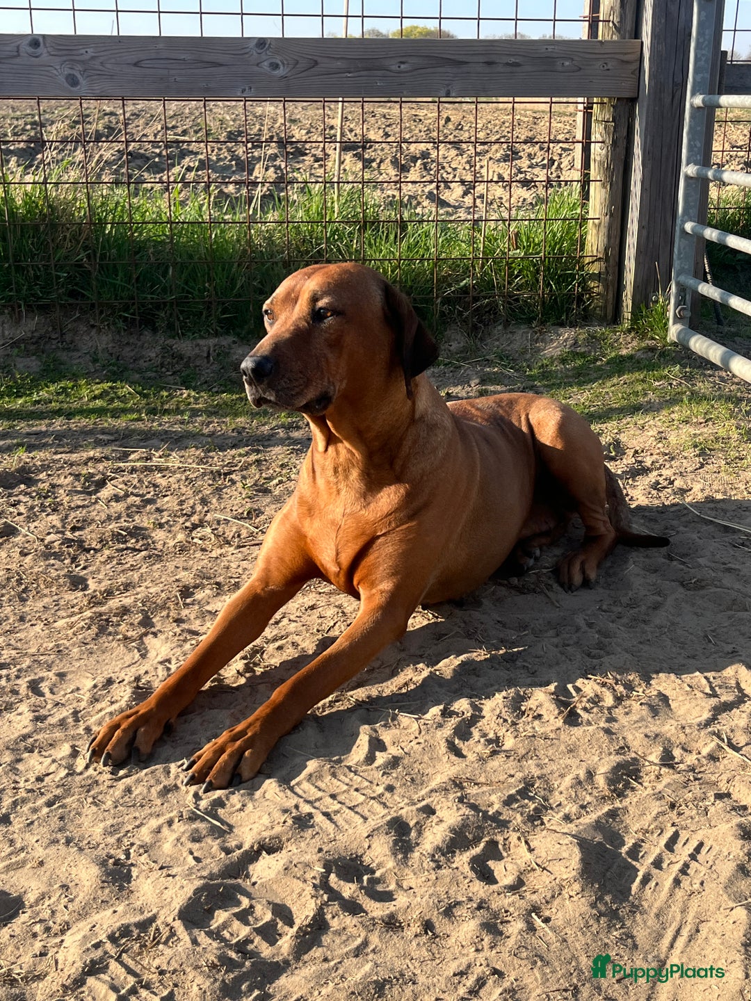 Rhodesian Ridgeback honden te koop: Rhodesian Ridgeback 7 reutjes geboren - Advertentie 7