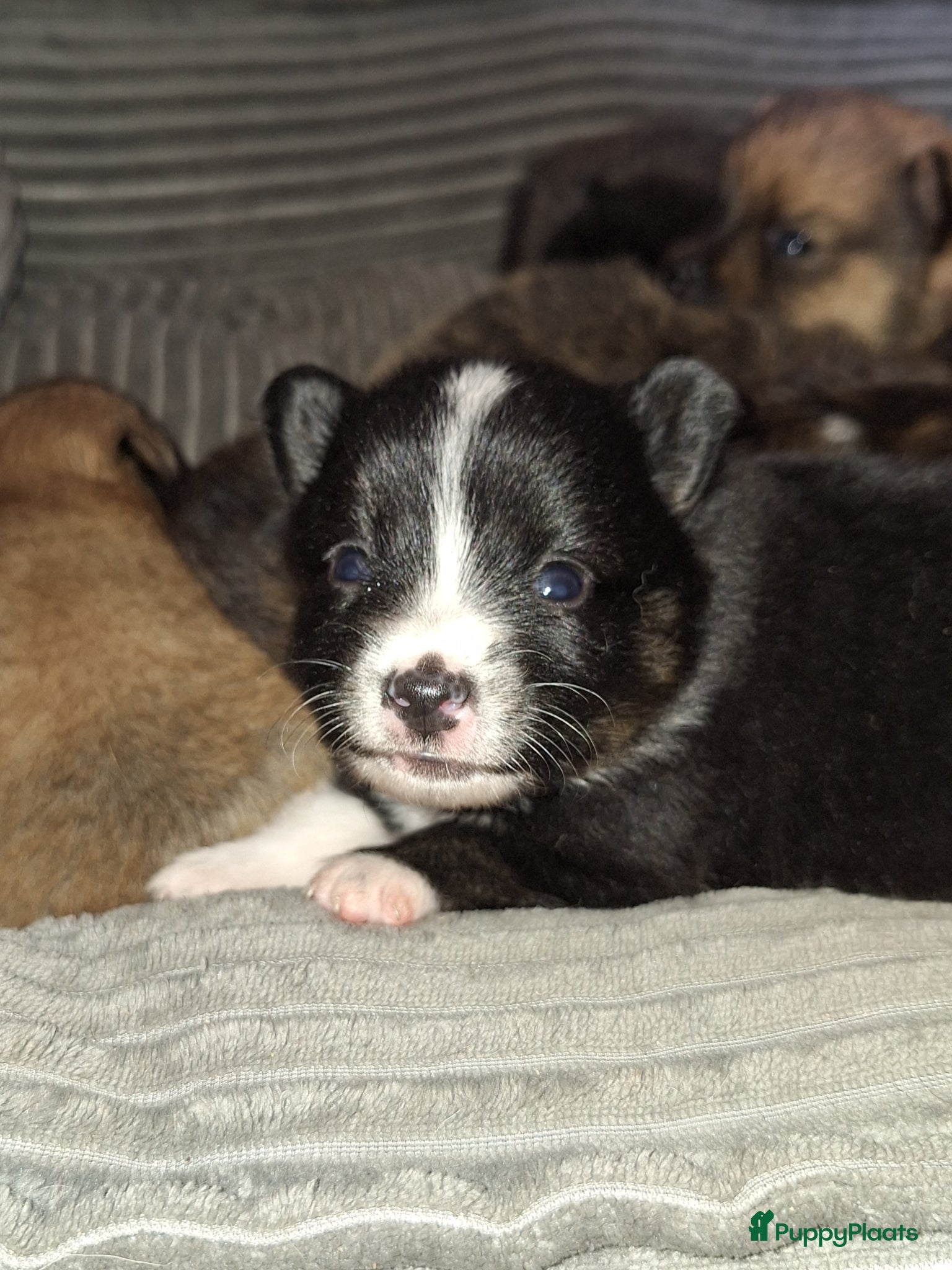 Pomsky honden te koop: Twix 💙 F1b pomsky reu - Advertentie 5