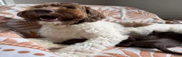 Australian Labradoodle honden te koop: Prachtige donkerbruine Australian Labradoodle reu in Halsteren - Advertentie 17