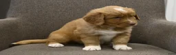 Nova Scotia Duck Tolling Retriever honden te koop: Nova Scotia Duck Tolling Retriever pups # Toller - Advertentie 24