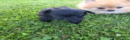 Kruising honden te koop: Pomeriaan×toypoedel - Advertentie 11