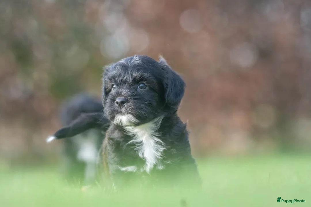 Shihpoo honden te koop: mooie kleinblijvende shihpoo doodle mini  - Advertentie 22