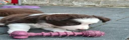 Border Collie honden te koop: Border collie pups - Advertentie 16