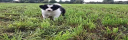 Border Collie honden te koop: 2 prachtige Border Collie pups  - Advertentie 25