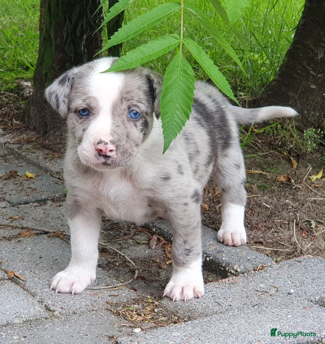 Kruising honden te koop: Border Collie Kruising pups  in Onstwedde - Advertentie 2