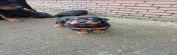 Rottweiler honden te koop: Mooie lieve rottweilerpups - Advertentie 6