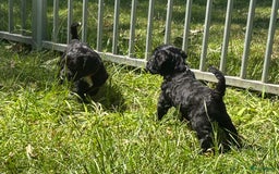 Cockapoo honden te koop: Cockapoo herhaalnestje in Kessel - Afbeelding 6