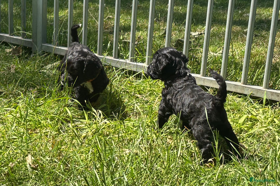 Cockapoo honden te koop: Cockapoo herhaalnestje in Kessel - Afbeelding 6