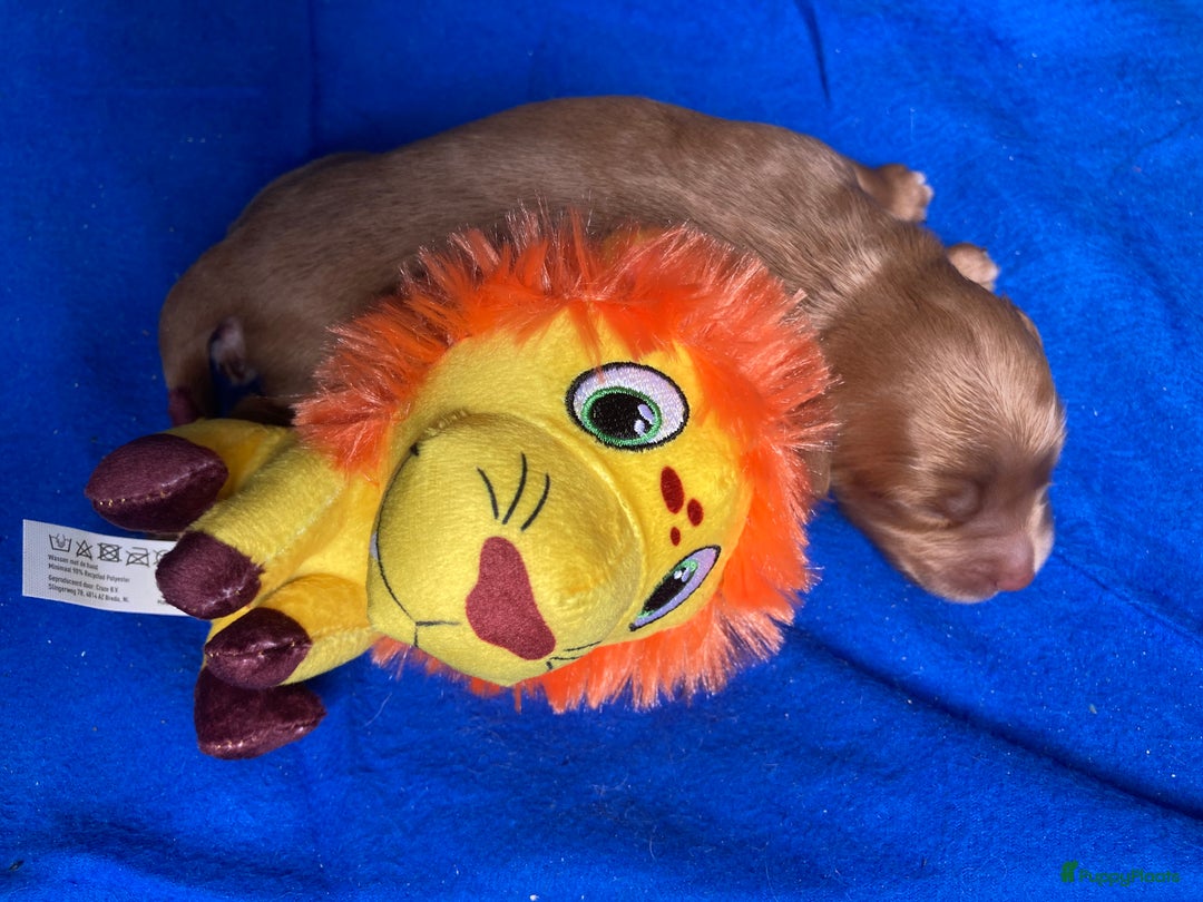Labradoodle honden te koop: Medium labradoodle pups - Afbeelding 5