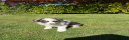 Kruising honden te koop: Australian Shepherd x Border Collie pups - Advertentie 6
