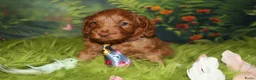 Australian Labradoodle honden te koop: 1 teefje en 3 reutjes Australian labradoodle pups - Advertentie 10