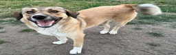 Kruising honden te koop: Romaa - Advertentie 3