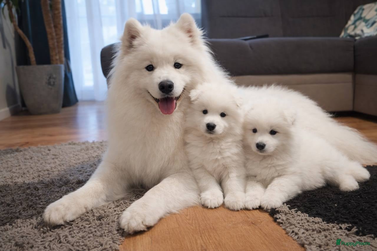 Samojeed honden Samojeed pups in Amsterdam - Advertentie 1