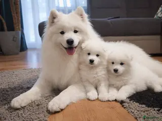 Samojeed honden Samojeed pups in Amsterdam - Advertentie 1