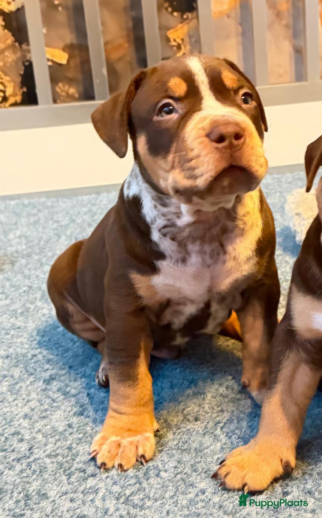 Amerikaanse Bully honden te koop: Pups Bully XL beide ouders kampioen - Advertentie 14