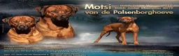 Rhodesian Ridgeback honden te koop: Prachtige Rhodesian Ridgeback pups met stamboom  - Advertentie 16