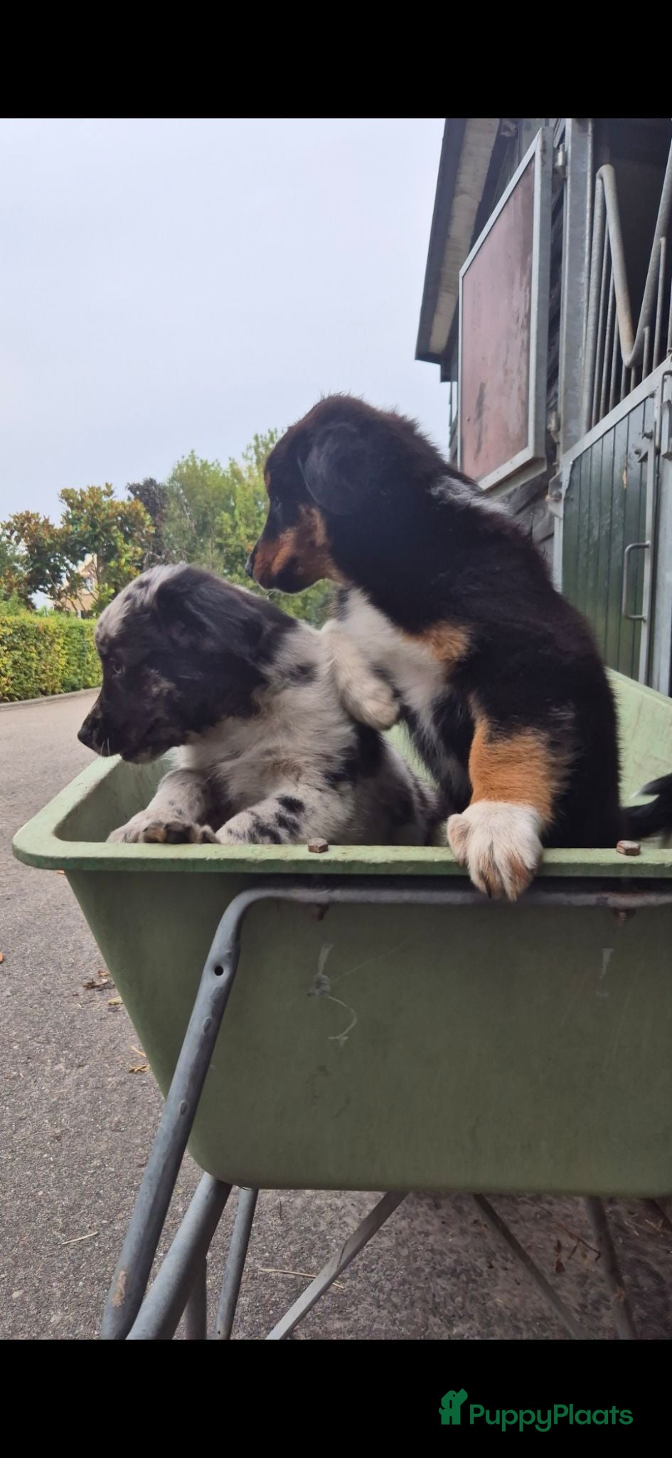 Australian Shepherd honden Australian Shepherd - Advertentie 1