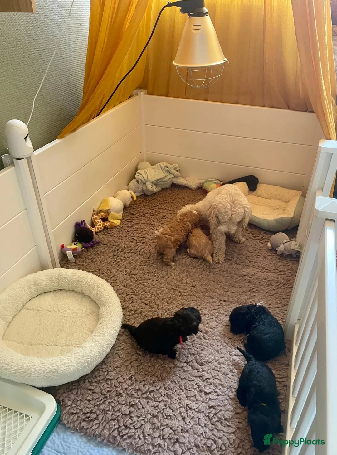 Maltipoo honden te koop: Prachtige Maltipoo pups (ouders getest)  in Voorthuizen - Advertentie 2
