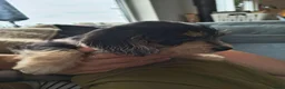 Kruising honden te koop: Prachtige pup teckel x maltezer - Advertentie 7